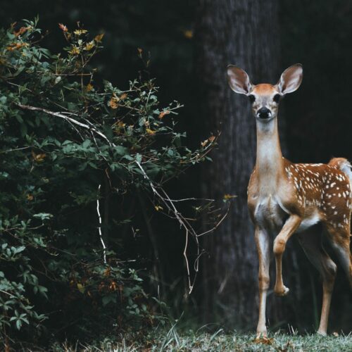 LOR-IN-FOCUS-DEER-2