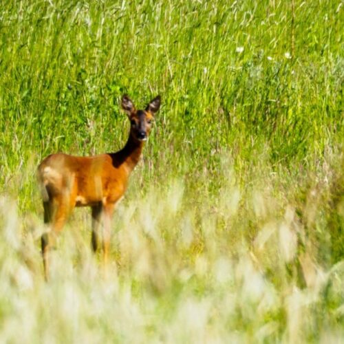 Roe-deer-in-the-Covert