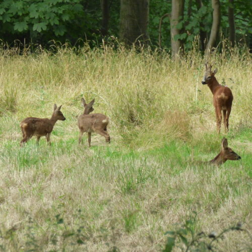 Roe-Deer-at-Burkinshaws-11.08.21