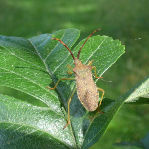 BOX-BUGS-FOUND-AT-PRAX-LINDSEY-OIL-REFINERY